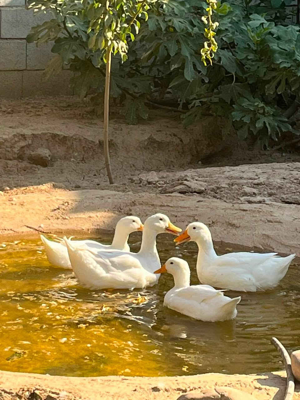 شلونكم ويه الحر😄اذا اشتاقيتو لأجواء الشتاء والبرد مزرعتنا بانتظاركم🏊🌴🍇🍐انتعاااش
***********
