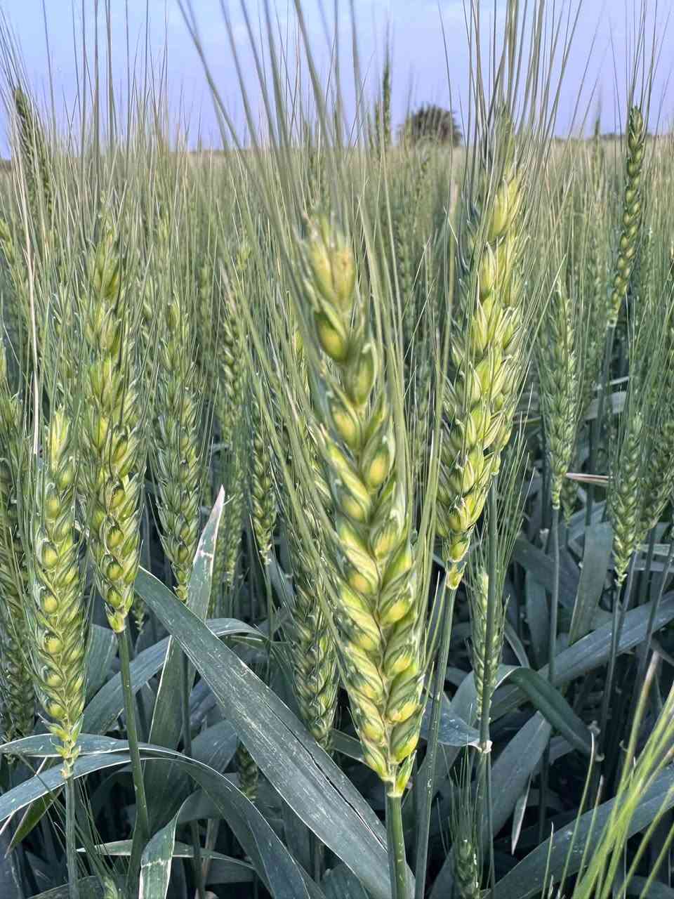 حنطة أكونا • إيطالية • ميسان علي الغربي