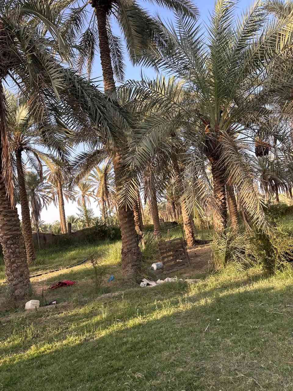 ٣ دونم • طابو زراعي • ١٢٠ نخلة