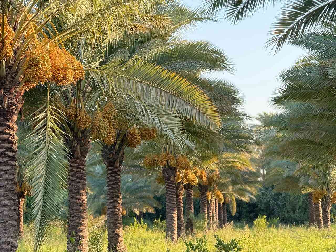 فرصة استثمارية ذهبية: بستان نخيل فاخر للبيع
ابحث عن ملاذ هادئ ومنتج؟ لا تفوت فرصة امتلاك بستان نخيل استثنائي يتميز بجمال طبيعي وإنتاجية عالية.
الموقع: في قلب ريف قضاء الصويرة 
المساحة: ٢٥. دونم 
أهم المميزات:
• نخيل مثمر ومتنوع: يضم البستان تشكيلة متنوعة من أجود أصناف النخيل التي تنتج تمورًا فاخرة ولذيذة (أكثر من [١٣٠ نخلة).
• إنتاجية عالية: يتميز البستان بقدرة إنتاجية سنوية ممتازة من التمور عالية الجودة، مما يجعله استثمارًا مربحًا.
• ري منتظم: مجهز بنظام ري فعال يضمن توفر المياه بشكل مستمر ومتوازن لجميع الأشجار.
• موقع متميز: يقع البستان في منطقة زراعية هادئة وجميلة، مما يوفر بيئة مثالية للاستجمام والاستثمار.
•
للمزيد من المعلومات والتفاصيل، يرجى الاتصال بنا على:
• رقم الهاتف: [***********]
• : [***********]
لا تفوت هذه الفرصة النادرة! احصل على بستانك المثالي اليوم.
