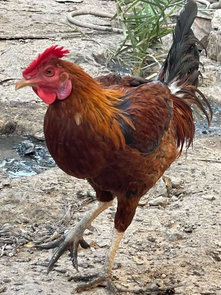 ديج عرب عدد 3 لبيع ***********
