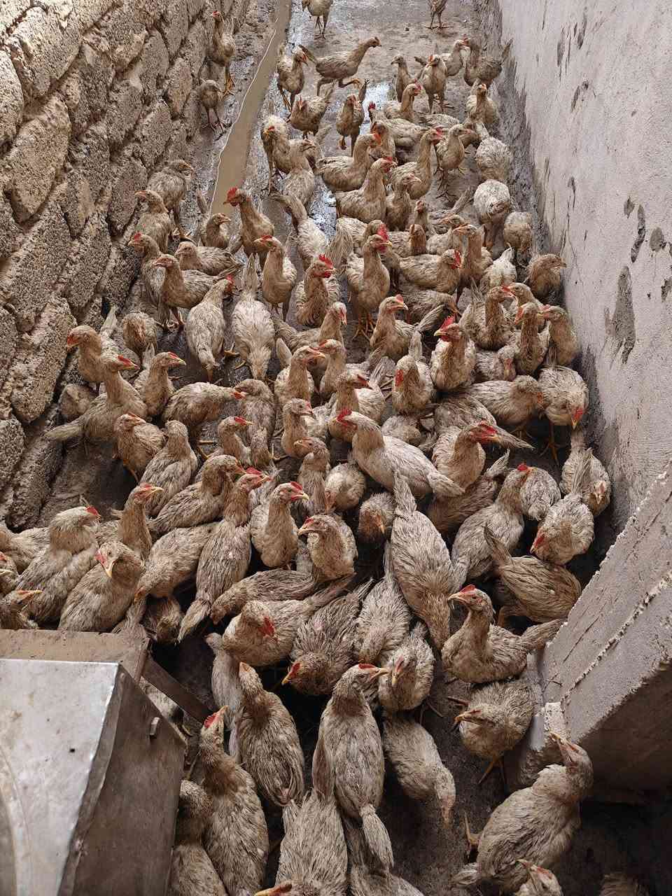 صواصي معمل للبيع الزوج ب 9الف أو بيي مجال الي يأخد كمية الرقم ***********
