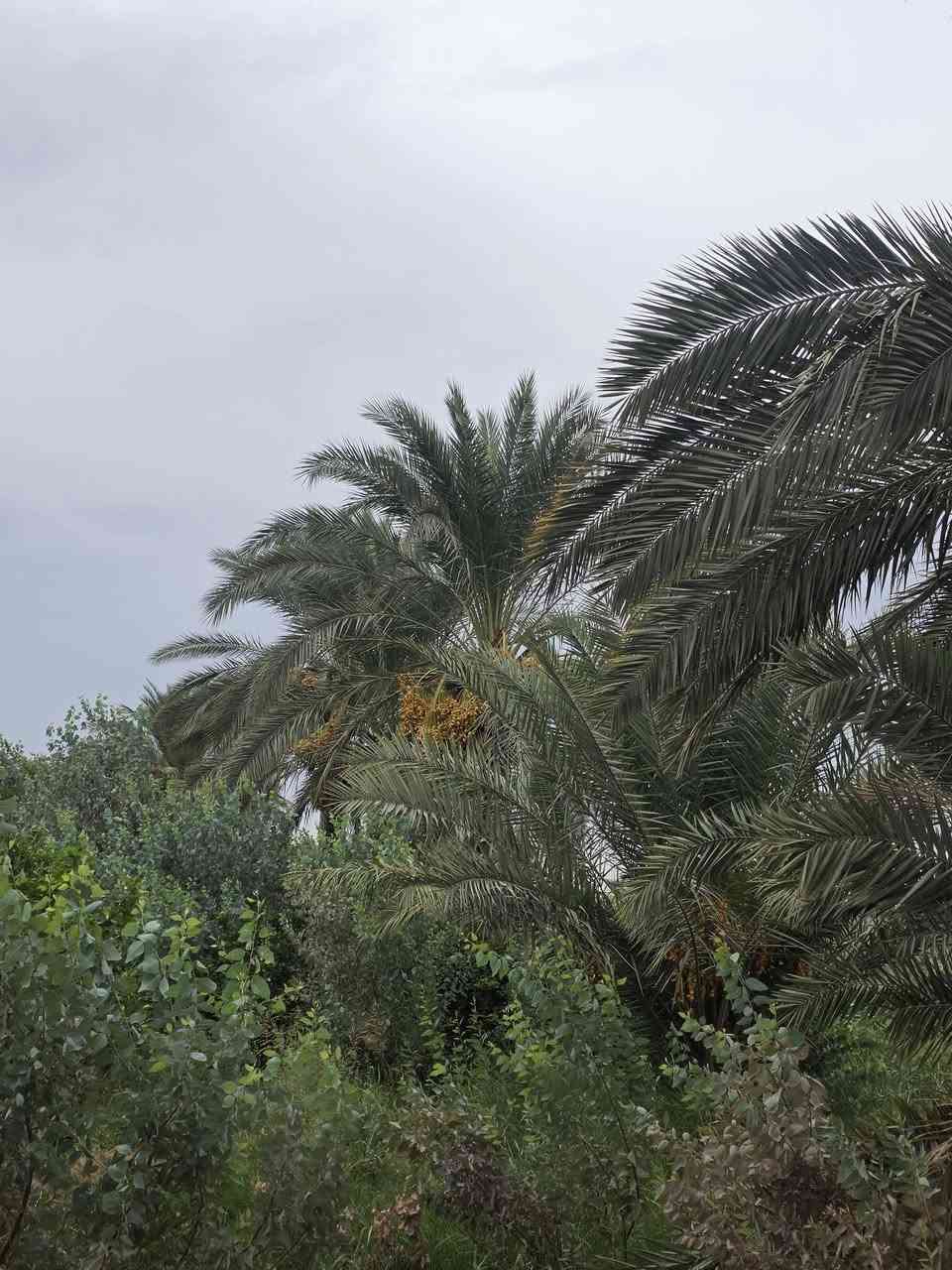 قضاء بلد • ٣ دونم • نخيل