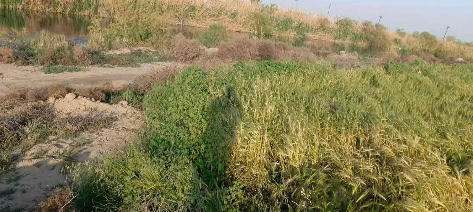 البونايل • شط الديوانية • ٦ دونم