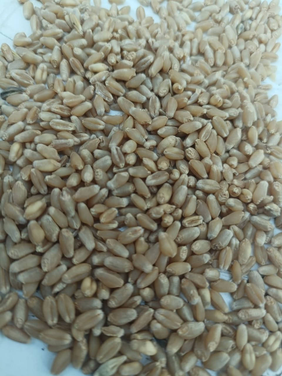 حنطة عربية • نزار • طوز خروماتو