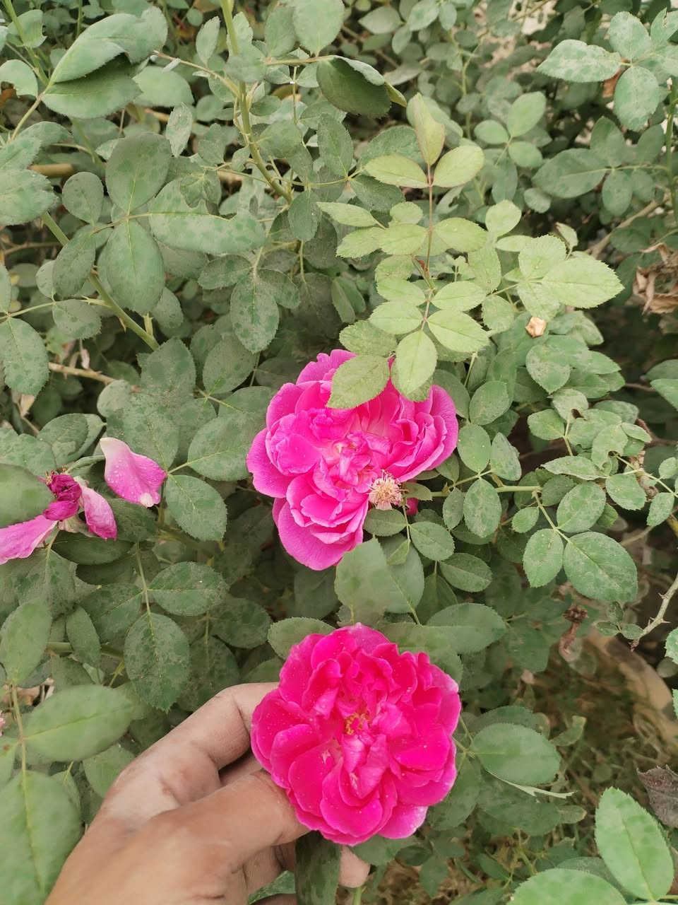تقليم حدائق • زراعة شتال • كوفة