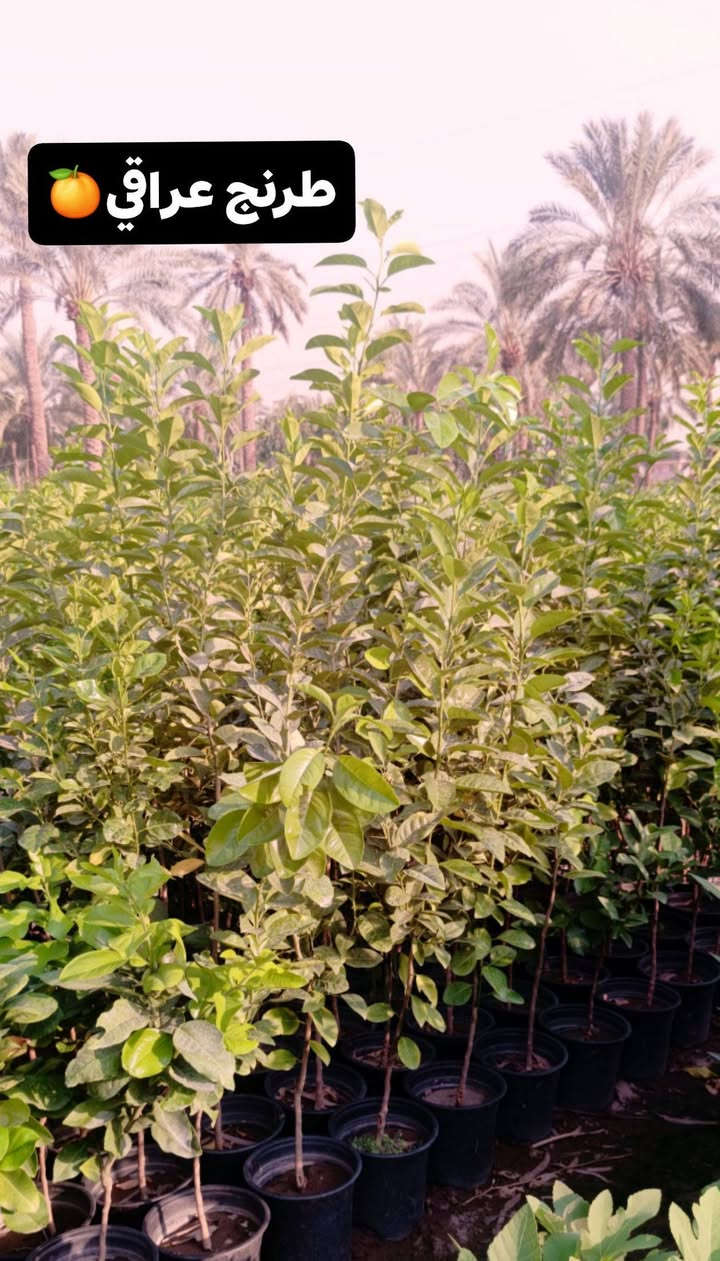 سلام عليكم ورحمة الله وبركاتة 
🌲من مشاتل الحاج حامد🌲 
🍋🍊تم تجهيز جميع اصناف الحمضيات🍋🍊 
🌱🌲كيس وسندان وبمختلف الاحجام🌳🌴
 ☎️للاستفسار مراسلة الصفحة أو الاتصال على الرقم☎️ التالي ***********📞

نص مكتوب في الصور:
- لالنكي عراقي
- نومي حامض عراقي
- لالنكي كليم تايم اجنبي
- لالنكي دبل سوبر
- طرنج عراقي 🍊