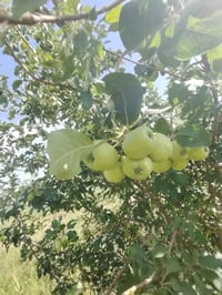 طابو زراعي • ٣٤٠٠م • منزل وحقل أبقار