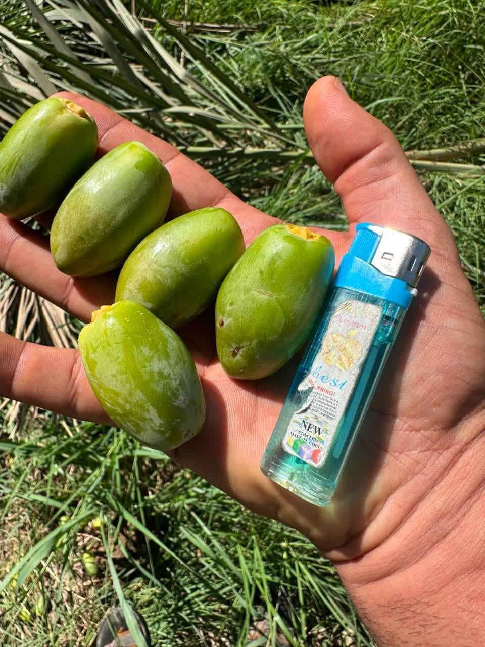 ارض زراعيه في قضاء الرفاعي اقل من  ٣ دونم
الجزء المطل على نهر الغراف مباشرة بعرض ٥٠ متر 
تحتوي على اكثر من ٦٠ نخله 
حوالي ٥٠ منها نوع مجهول مثمر بعمر حوالي ١٠ سنوات وحوالي ١٠٠٠ فسيلة مجهول منها ٢٠٠ مجذره بالام 
تسقى عبر منظومة ري بالتنقيط بالاضافه إلى أشجار تين وتفاح ورمان ونبك ونومي حامض
للبيع مع الفسائل او بدونها

للاستفسار الاتصال على الرقم 
***********

نص مكتوب في الصور:
- 28 50 134 44 45
- من أرضنا ... إلى مستقبلك
- فسائل نخيل المجهول
- فرصة كبيرة جداً
- من الأمهات المنتخبة
- لا تفوّت الفرصة ... ازرع مستقبلك الآن
- جودة .. أصالة .. إنتاجية عالية
- اشتري أكثر بسعر أقل
- عدد الفسائل | سعر الفسيلة الواحدة (دينار عراقي) | المبلغ الإجمالي (دينار عراقي)
- 10 | 125,000 | 1,250,000
- 20 | 120,000 | 2,400,000
- 50 | 115,000 | 5,750,000
- 100 | 110,000 | 11,000,000
- 200 | 105,000 | 21,000,000
- 500 | 100,000 | 50,000,000
- إرشاد زراعي مجاني
- مناسبة للمزارع والمشاريع الاستثمارية
- إنتاجية عالية وجودة مضمونة
- للاستفسار والطلبات
- +964 783 106 4317
- ذي قار - قضاء الرفاعي
- كميات كبيرة متوفرة | أسعار مناسبة | مزارعنا في خدمتكم
- نخيل اليوم ثروة للمستقبل