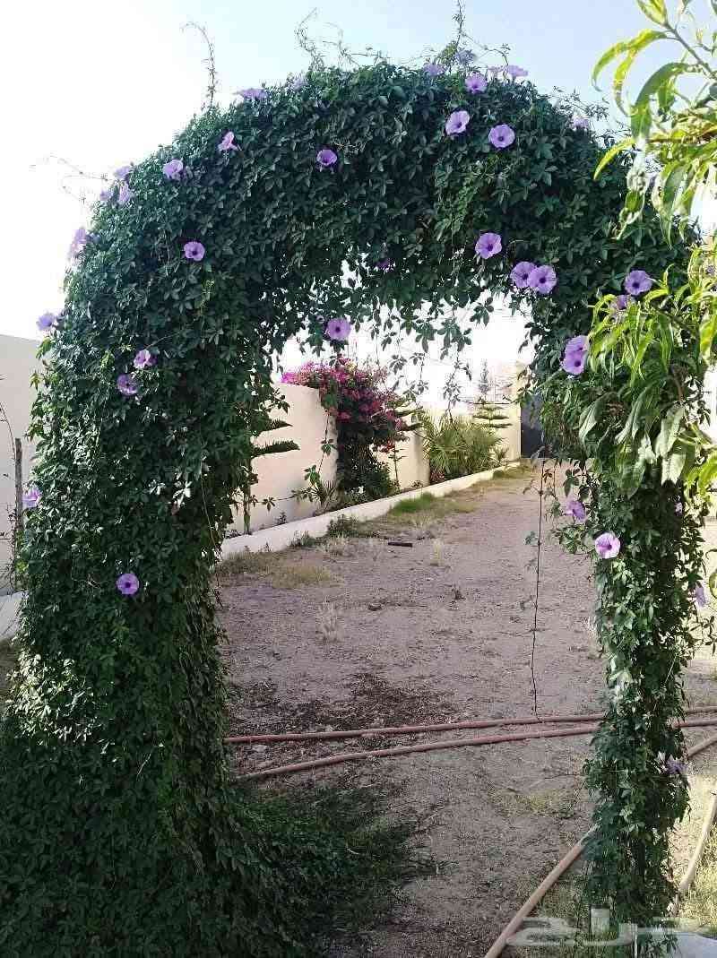 🔥🌿 خلي حديقتچ تتسلّق بالجمال! 🌿🔥

متسلق ست حسن وصل 😍
نبات يخلي الجدران والأسوار والتعريشات تتحول إلى لوحة خضراء تفتح النفس 💚🌱

✨ خضرة وجمال
✨ مناسب للتنسيق الخارجي
✨ مثالي للأسوار والمداخل والتعريشات
✨ ولمسة طبيعية تخلي المكان أرقى وأحلى

💥💥 السعر المفاجأة:
🌿 القطعة بـ ٣,٠٠٠ دينار فقط! 🌿

يعني بكلفة بسيطة تكدرين تبدين تسوين ركن أخضر يلفت النظر 😍🔥

📞 للطلب والحجز:
***********

🌱 لا تأجلين… النبات الحلو ينحجز بسرعة 🤍

نص مكتوب في الصور:
- حراج