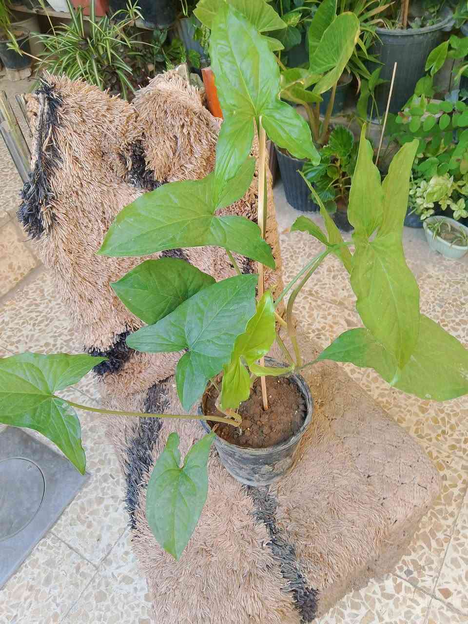 متاح نباتات حجم صغير ب 3 واكو حجم كبير ب 5 و7
