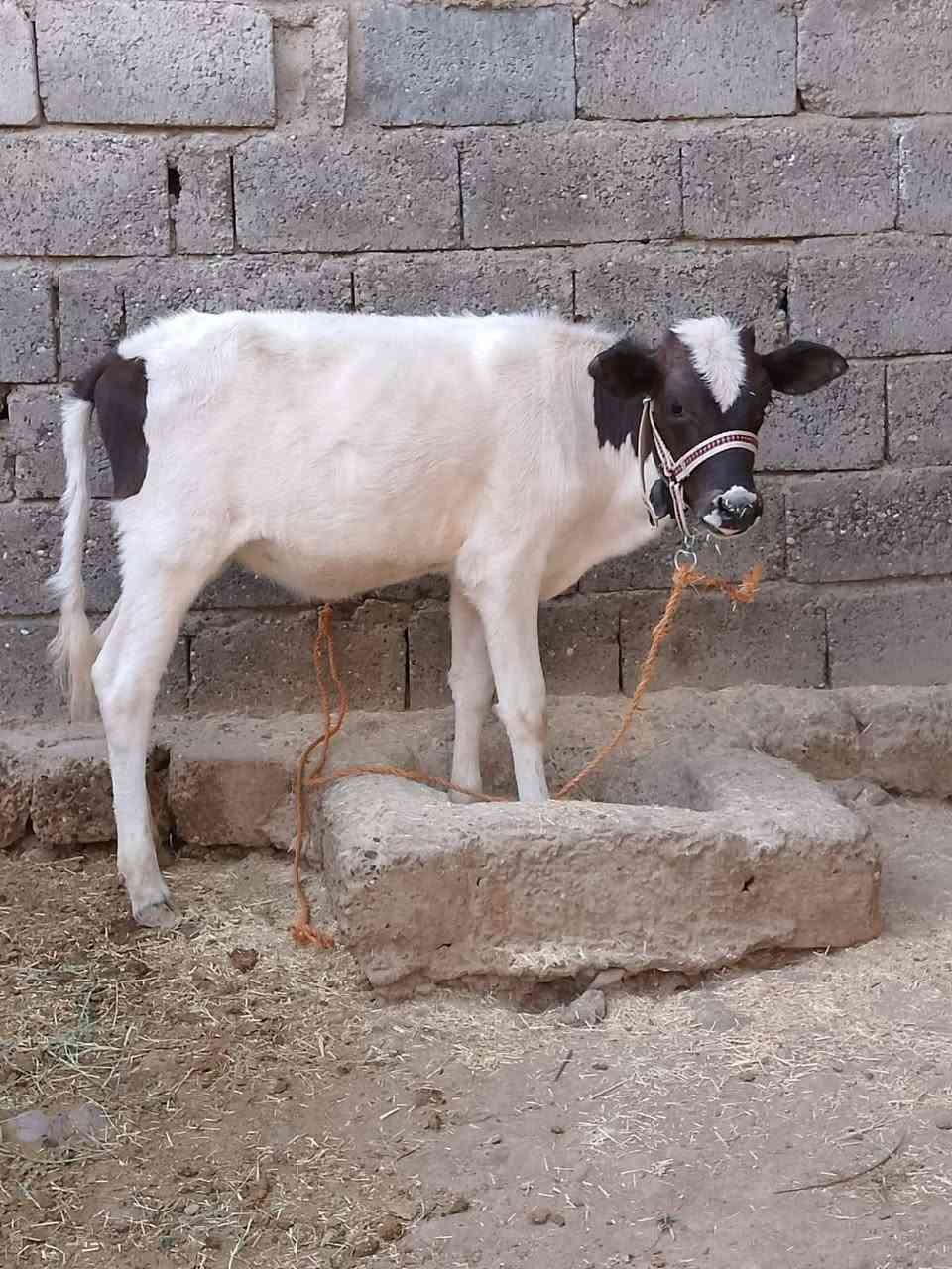 جوز حوليات • جنس اصليات • توصيل