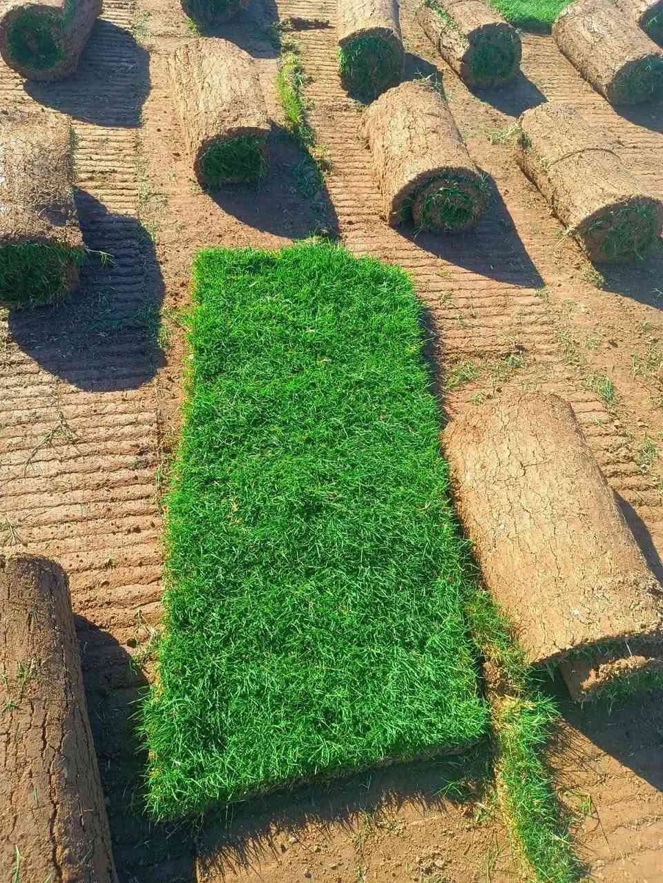 زبائننا  الكرام🌷🌷🌷
يوجد لدينا كافة انواع الثيل وبنوعية ممتازة ودرجه اولى
ثيل هندي 
الهندي دائم الخضره ✅
ذو لون جذاب ومنظر  خلاب ✅
وبأسعار تنافسية 

 

وكذلك لدينا كادر مختص في زراعة  الثيل بطريقة صحيحة وناجحه التواصل معا الصفحة الرئسية او التصال على الرقم ***********
مستعدين لتجهيز الحدائق العامة والمنتزهات والملاعب
