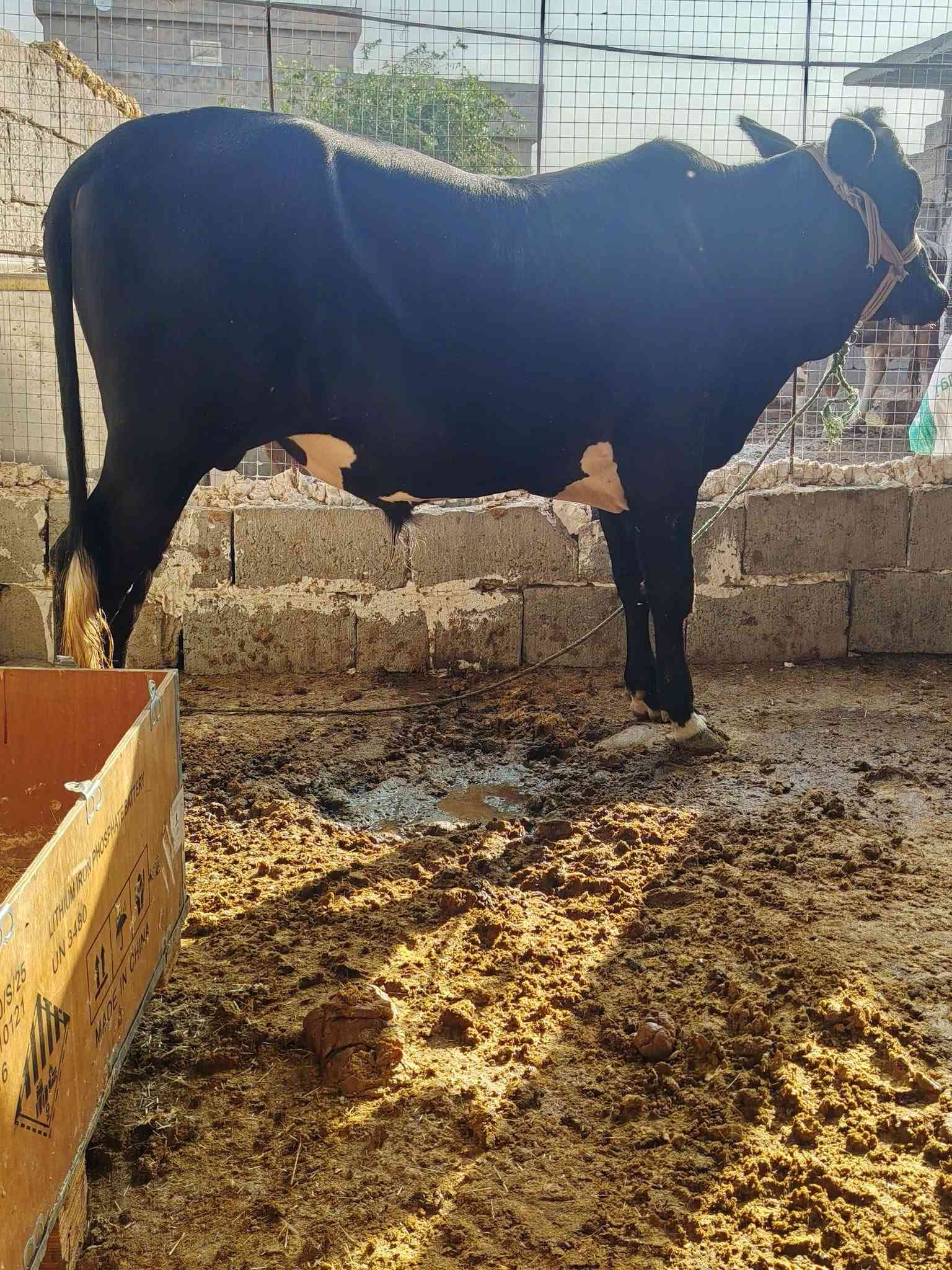 جوز حوالي • درجة أولى • اسديرة وسطى