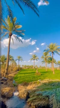 🌿 لأصحاب الإمكانيات المحدودة | فرصة استثمارية مميزة 🌿 🔥 20 دونم للبيع ...