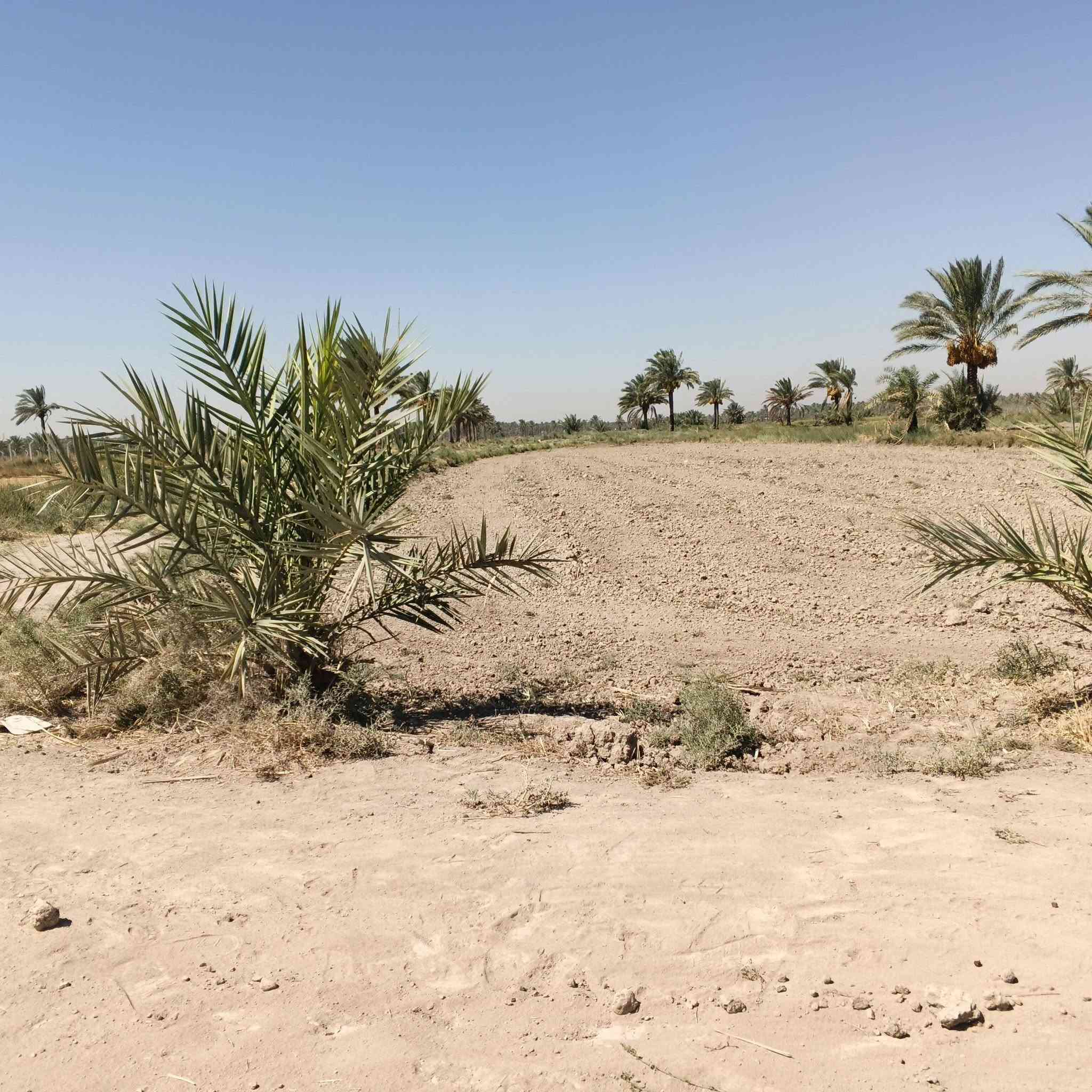 السلام عليكم اخوان دونم للبيع طابو زراعي سند 25 مكان حلو ومرتب قريب على الشارع العام الوجهه على البزل الرئيسي العنوان حله شارع العلويه شريفه بنت الحسن الربط شارع طويرج شارع الزوار الاستفسار ***********
