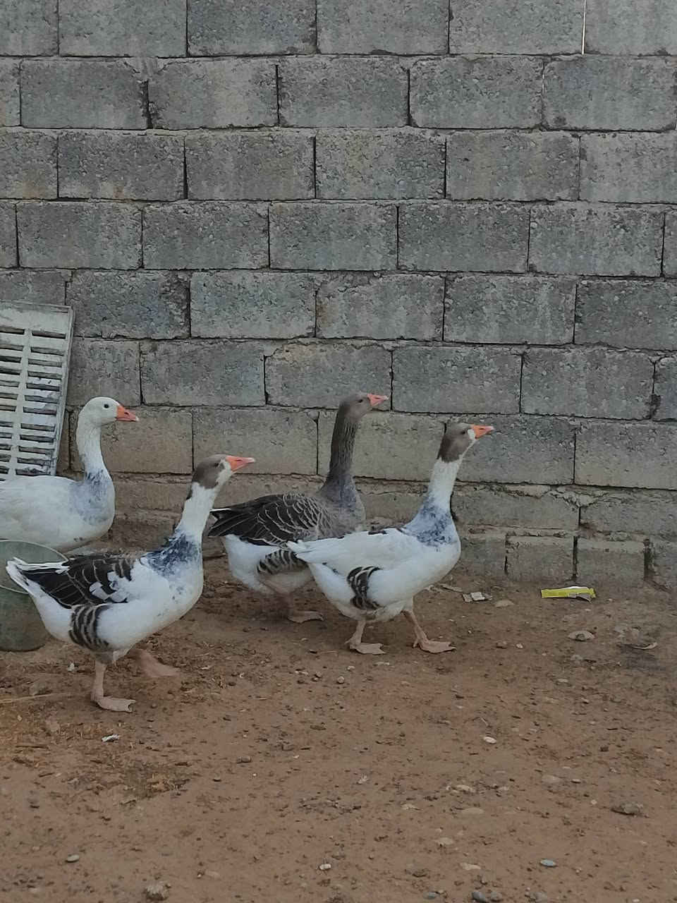 غاز • عمر سنة • مضرب شامي