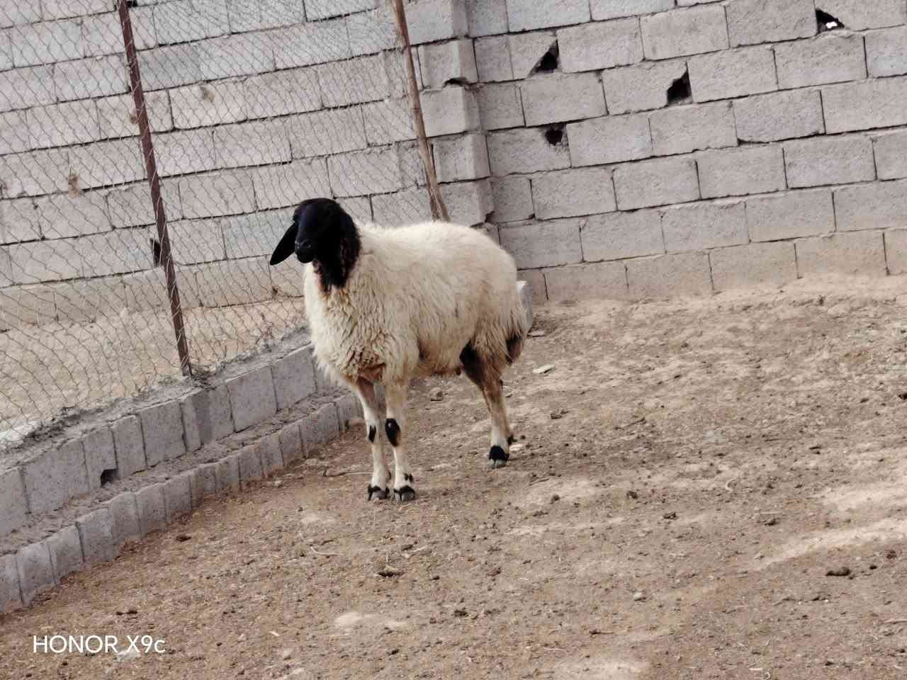 هونر X9c • موبايل • للبيع