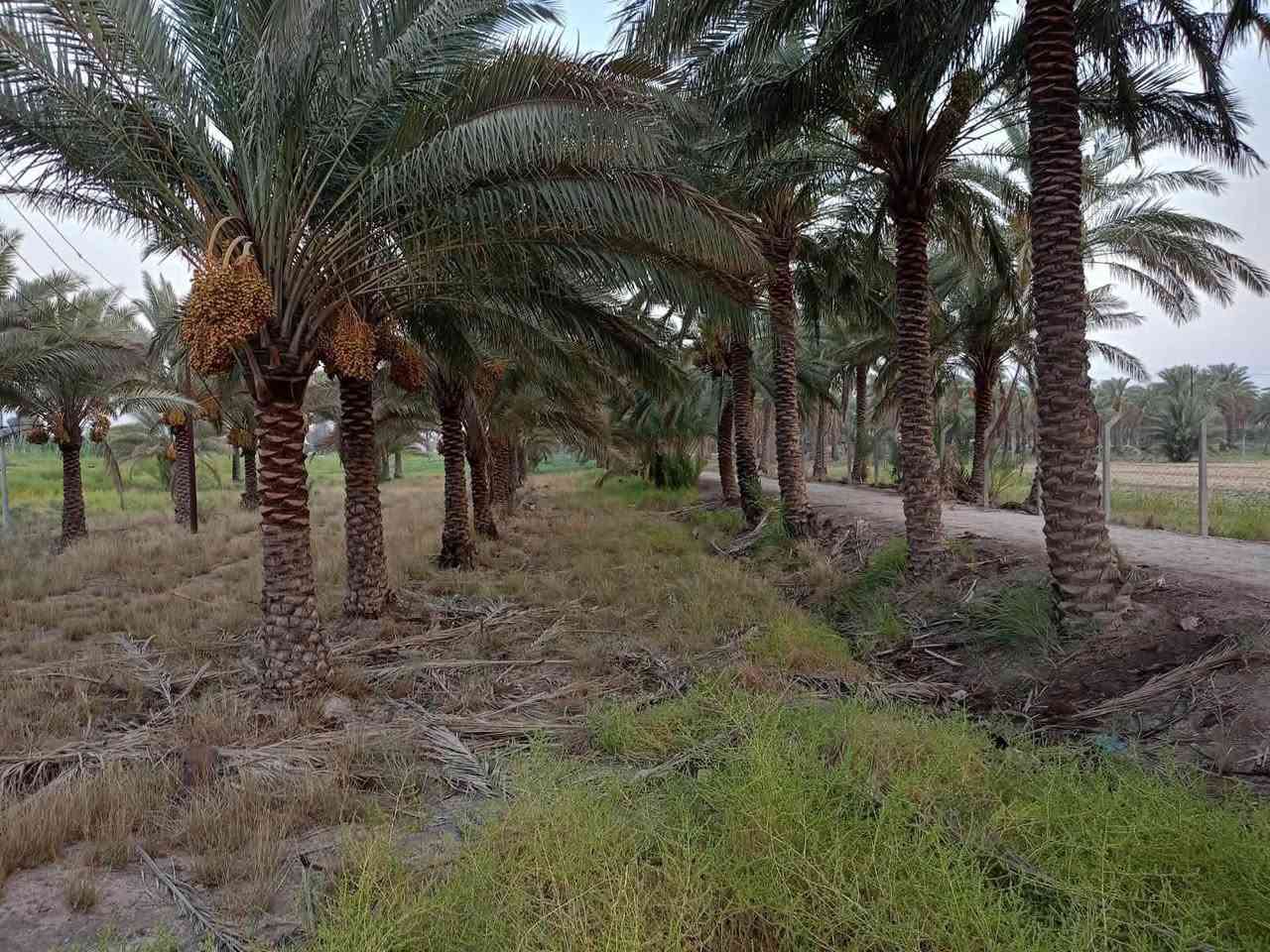 دونم للبيع موقع مميز جدا على الشارع العام المحاويل بين بيت أبو الطياره والبانزيخانه
مواصفات الأرض طابو زراعي سند 25 واجهة 25 متر ونزال 100 تحويل مباشرة من المالك في طابو المحاويل ًً،،،متوفر كل الخدمات ماء أسأله ونهر سقي وكهرباء وتبليط ومسيجه ومزروعة عدة أصناف من النخيل 

الأرض تصلح للاستثمار السكني والتجاري لموقعها المميز على الشارع العام حله بغداد 

قريبة جدا على المدارس والأسواق والمستشفيات ودقائق ايضاً عن الكراج الموحد وقريبة من طريق مطار كربلاء المقدسة الجديد 

الاستفسار والمعاينة والسعر يمكنك التواصل عبر الرابط الخاص 

***********

ومكتب البوظيف بإدارة الشيخ حسين علي الصالح 

https://api.whatsapp.com/send/?phone=201040175849&text&type=phone_number&app_absent=0&wame_ctl=1

