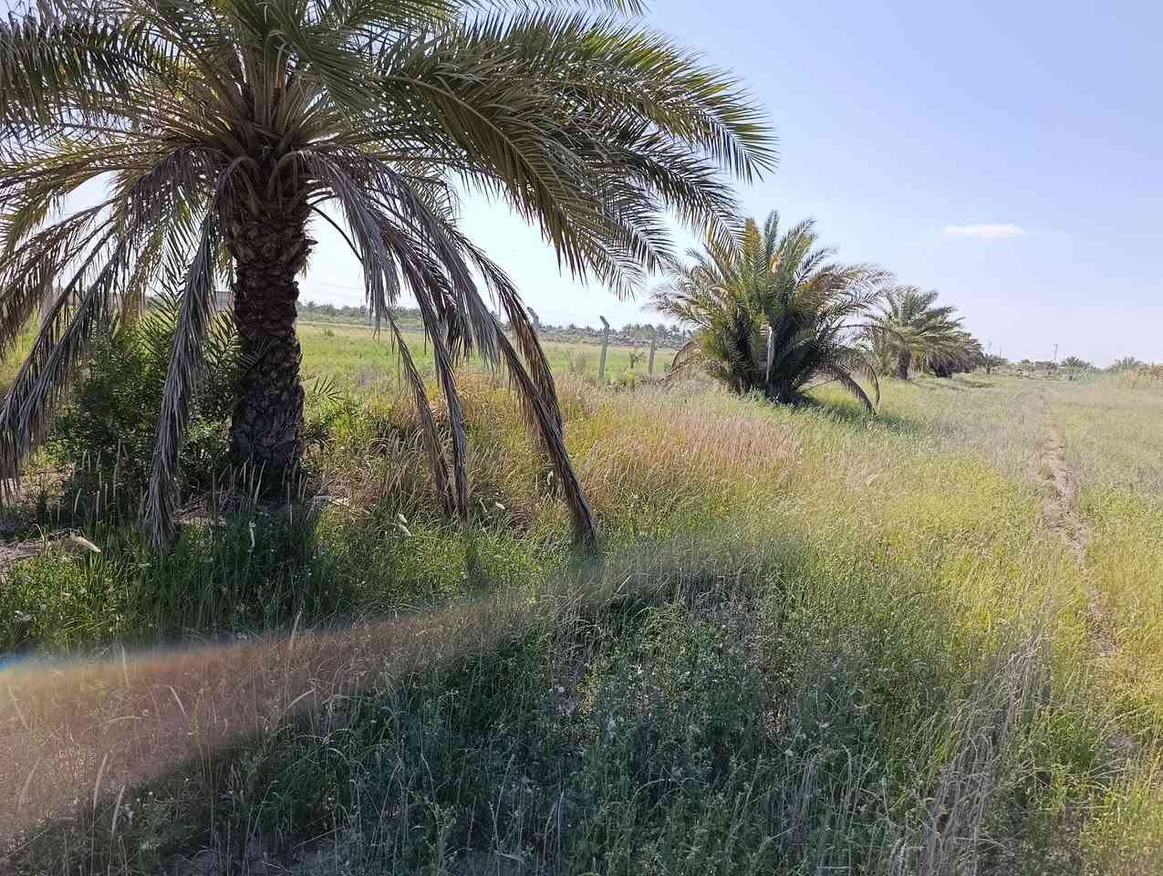متوفر 3 دونم وربع 
مقاطعه 3/جويبه  مجاور محطه  البوعسل 
عقد 35  تنازل مباشر 
سياج بي ار سي  داير كامل ماء وكهرباء ونخل بيها22 نخله 
  عرضها 43 م ونزال 207 م للبيع 
الاستفسار
  *********** واتساب 
*********** واتساب
