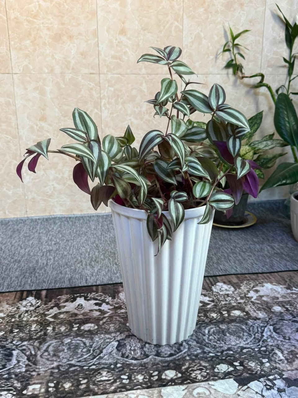ئەمگوڵانە بۆ فڕۆشتن بۆ نرخ نامە بنێرن یان تەلەفۆن بکەن
ڕەقەم :***********
