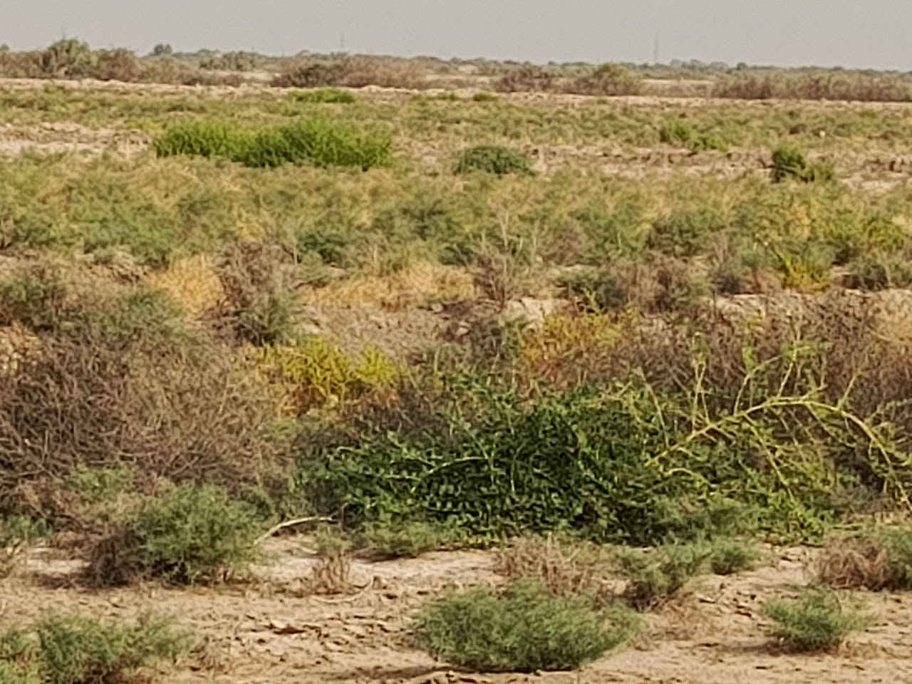 أرض زراعية • ١٢٠ دونم • الشروه قرب المطار
