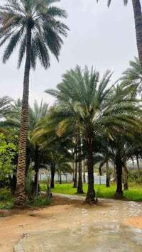 گـربلاء الحسينيه • بستان • ٢٠٠م