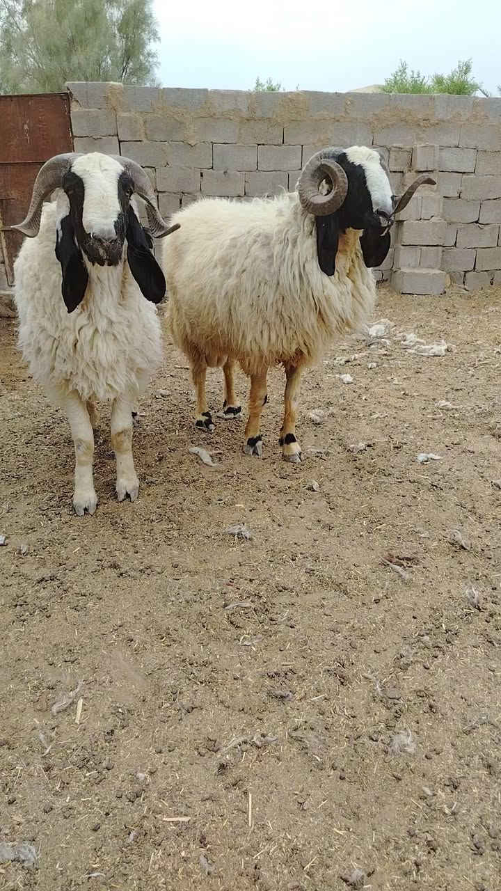 ***********
***********
ورين ليدور فول شكاية توم فحلة وراجين اول كصة مبدلات على سنين سنين مشروطات كافة شروط الجني للبيع المكان واسط الكوت يوجد توصيل جميع المحافظات
