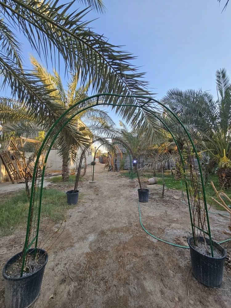 شاليه للبيع – فرصة مميزة في أبي الخصيب
للبيع شاليه بمساحة 1000 متر مربع، طابو ملك صرف مع تحويل مباشر باسم المشتري.
يحتوي الشاليه على:
دار استراحة.
كوخ.
عدد من أشجار النخيل والأشجار المثمرة.
أجواء هادئة ومناسبة للاستجمام وقضاء أوقات العائلة.
العنوان: البصرة – أبي الخصيب – جامع الشهيد.
للاستفسار والاتصال: 📞 *********** البصرة, العراق
