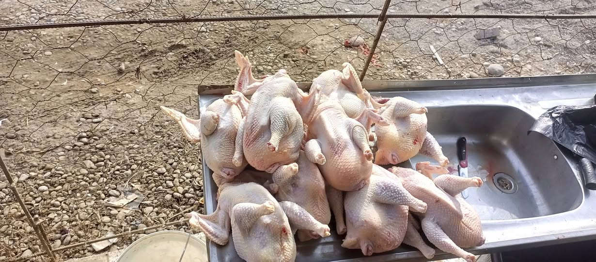 دجاج احمر • كيلوين وربع • توصيل اسديره
