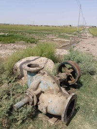 خنزيه • ٨×١٠ • موسم واحد