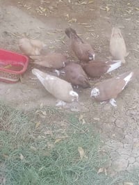 زوج طيور • احمر • اصفر