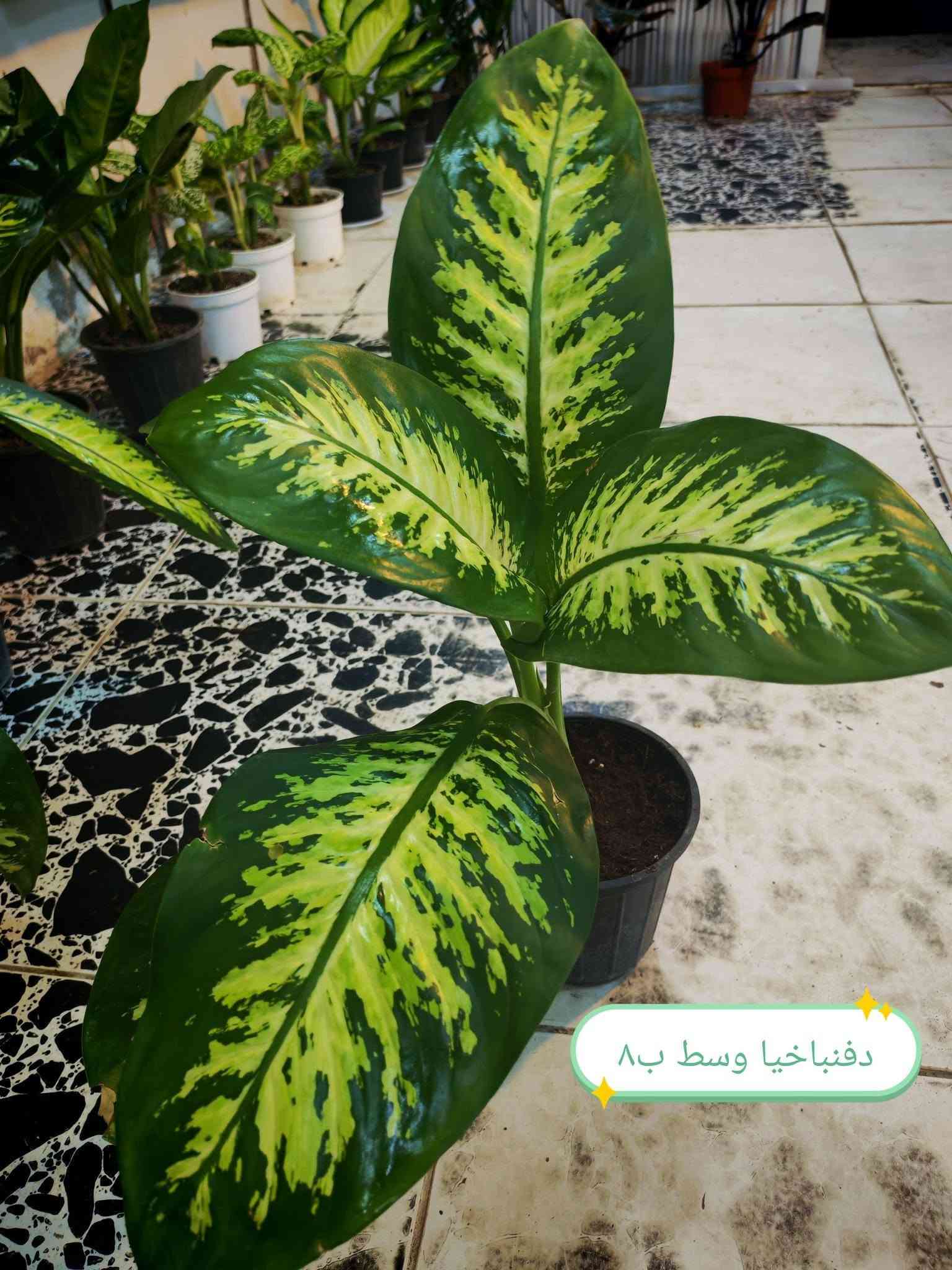 ضليات جديدة • برلايت • حجر ليكا