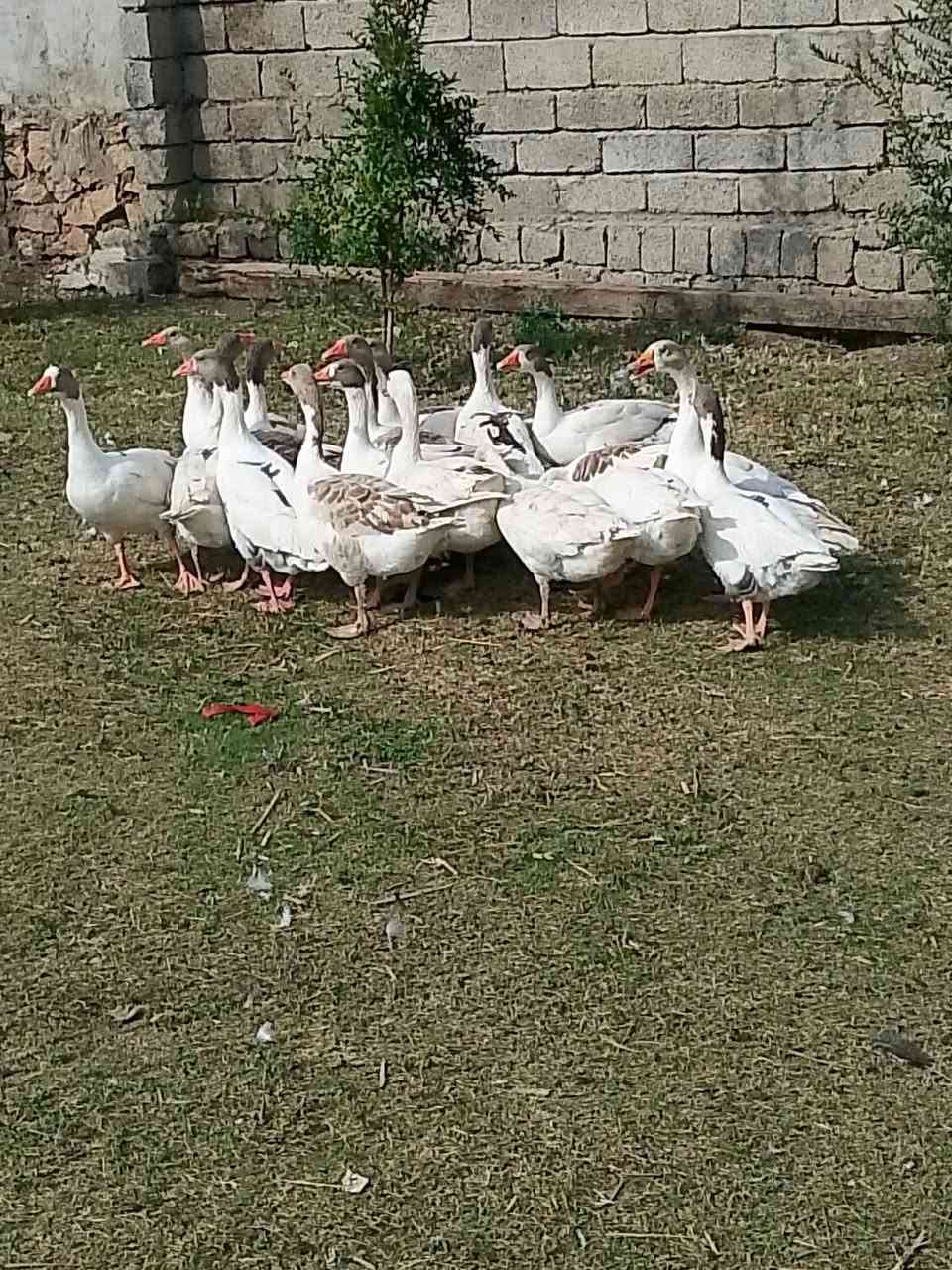 قازات • ١٧ • للبيت
