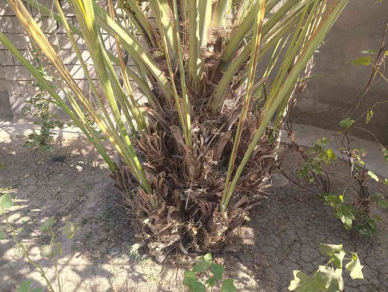 السلام عليكم
فسائل نخل شويثي للبيع وللاستفسار الاتصال ع الرقم التالي
 ‏‪***********‬‏
