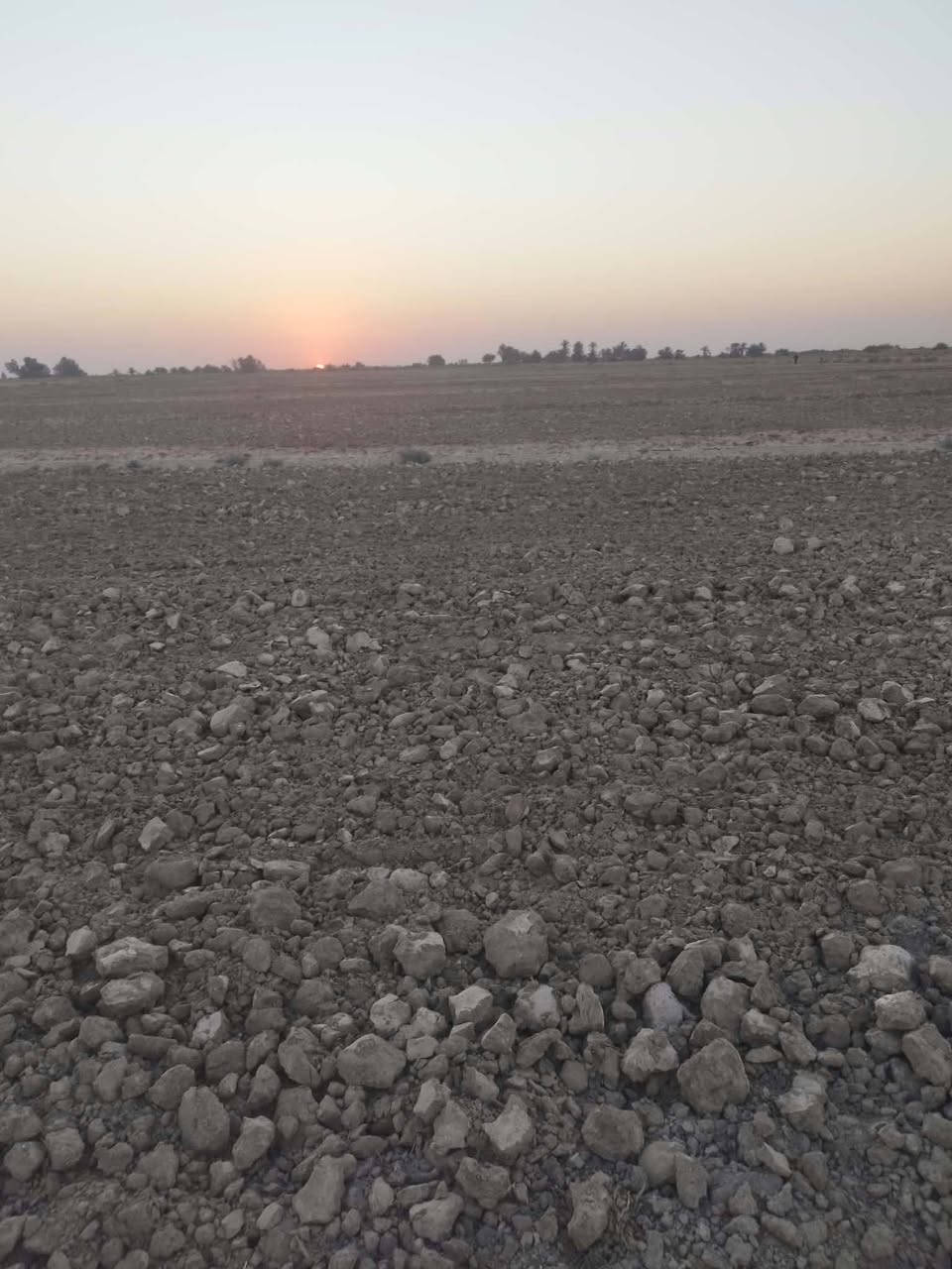 صوب بني ركاب • ٣٣ دونم • زراعية