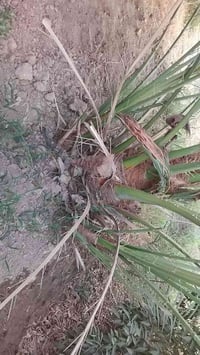 برحي • ٣ فسائل • بالمصالحه