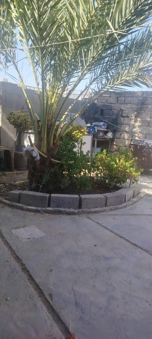 بيت للبيع مساحة 220 متر في منطقة الجمالية ( الحصوة)  قرب جامع السجاد ع قرب الابراج 
البيت يحتوي على استقبال كبير 7×4
مطبخ + 3 غرف + صالة + خلفية 
حمام خارجي +حمام داخلي طرمة بيها سقيفة 
بي خط مولد مع المغاسل وماطور ماء وسخان  وتانكي ابو الفين لتر عدد 2
هدية للمشتري 
السعر 35 وبي مجال 
للاستفسار ***********
ملاحضة.   يباع بلا اثاث #عقارات_كربلاء #بيع_شراء_كربلاء #ايجار_كربلاء #طابو_صرف_كربلاء
