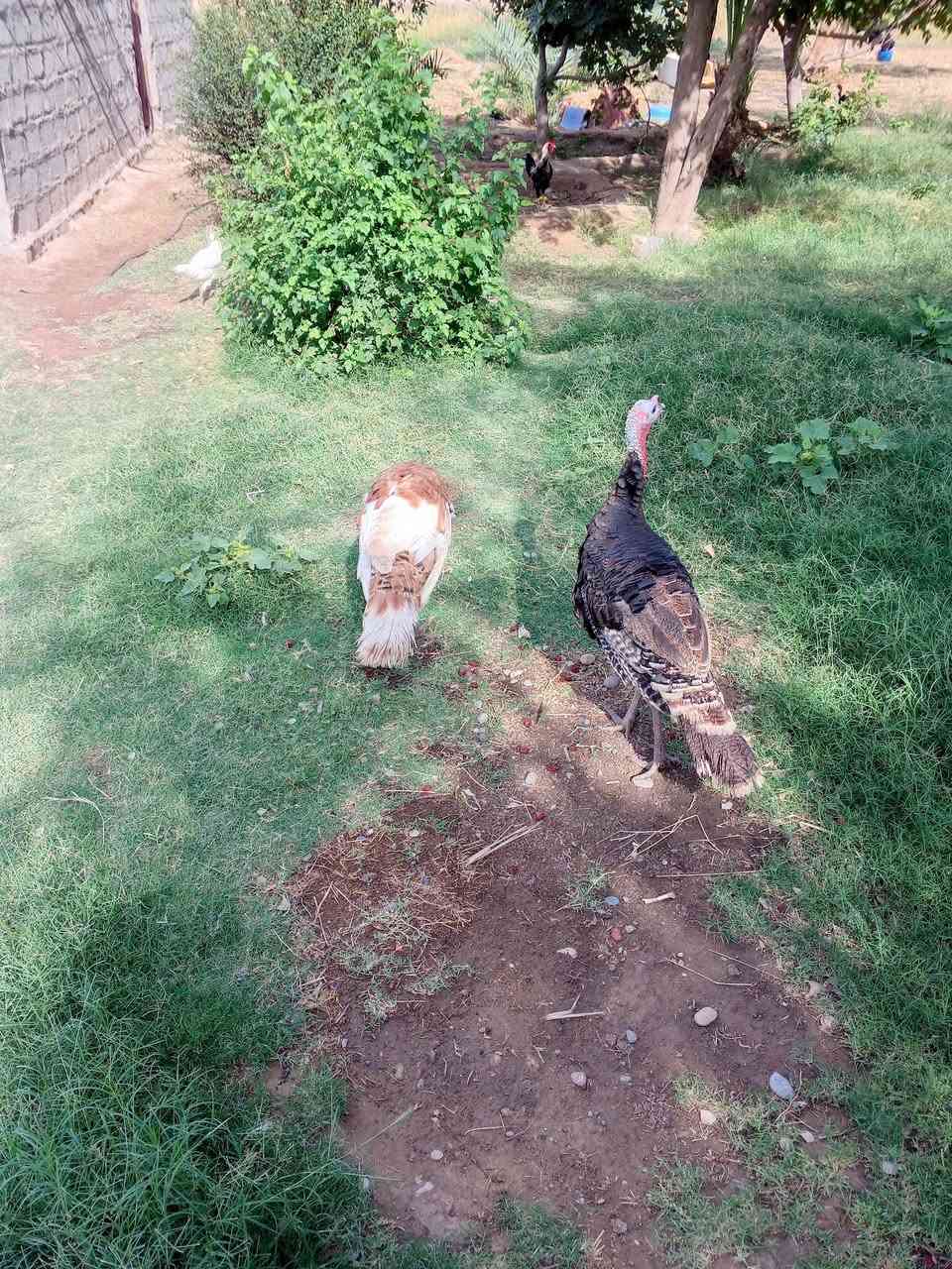 ديوكه • شيش
