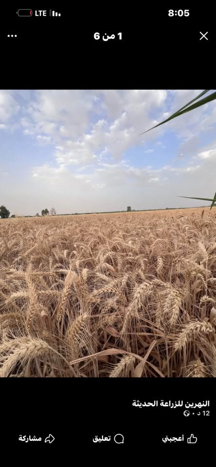 حنطة شيرو • بنت المغلف • واسط الحفريه