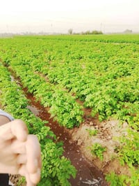 زراعيه • ناحية اليسير • ٢٥دونم