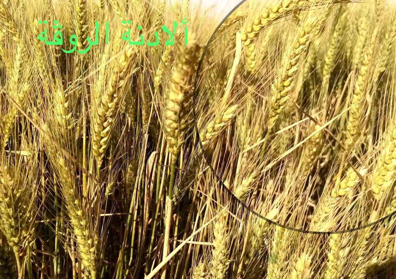 واسط صويره • بذور حنطه • مغلف مكاني