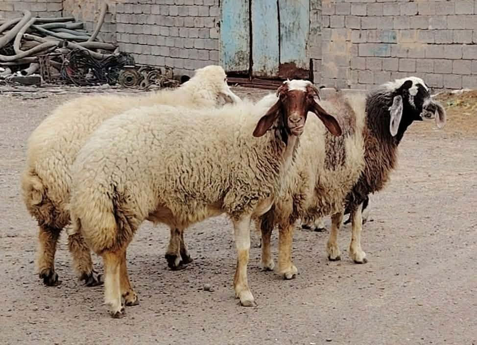 ١٩ نعجة • كريشيات • ماخذات الفحل