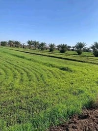 ٤ دوانم • طابو زراعي • سند ٢٥