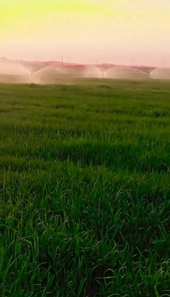ارض زراعيه للبيع١١٠ دونم كله مرشه عصفوريه دفن وابار مجازه وكهررباء. وسكن. وشارع تبليط  عنوان الكوت بصف الجبل ‏‪***********‬‏
