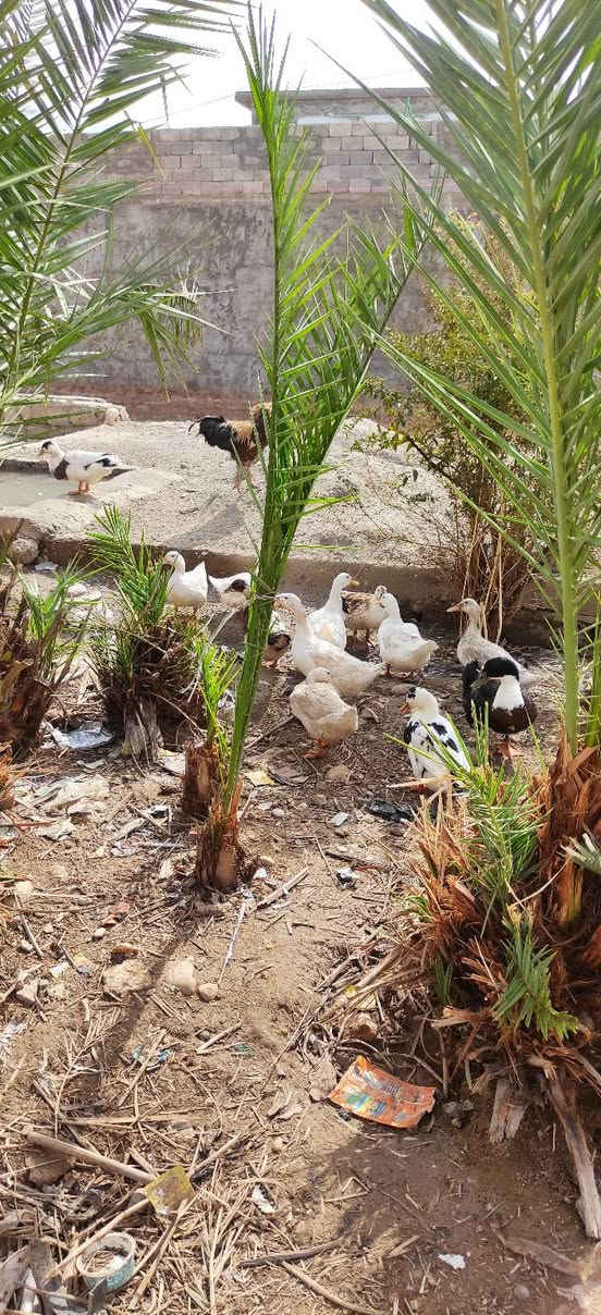 بط • ١٩ • تلعفر