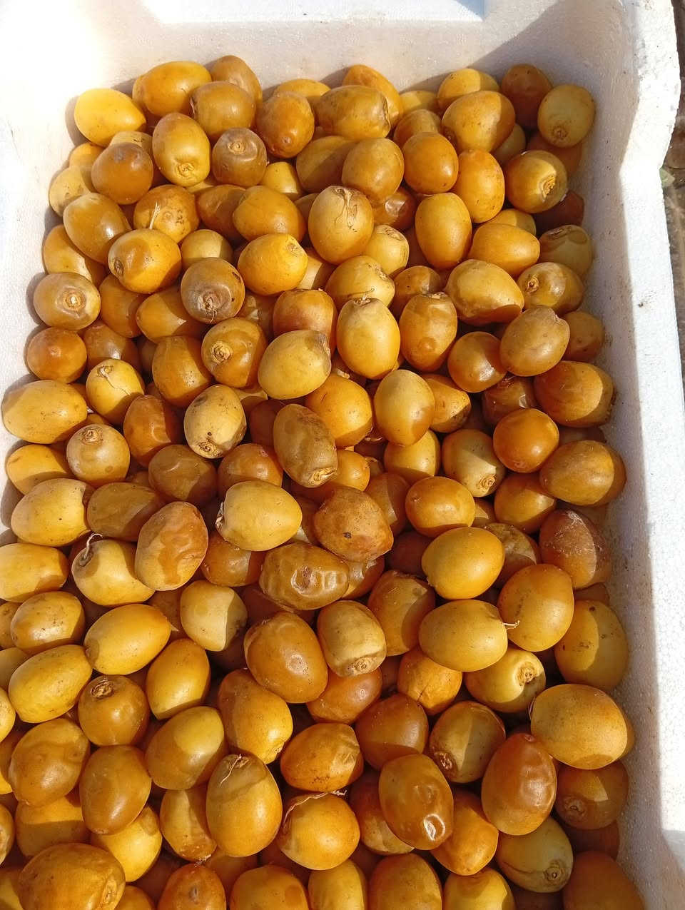 برحي درجة اولى • بريم ناشف • فلكة ابو دشير