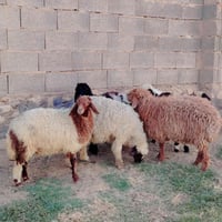 ٩طيور • فحل أحمر • حديثه