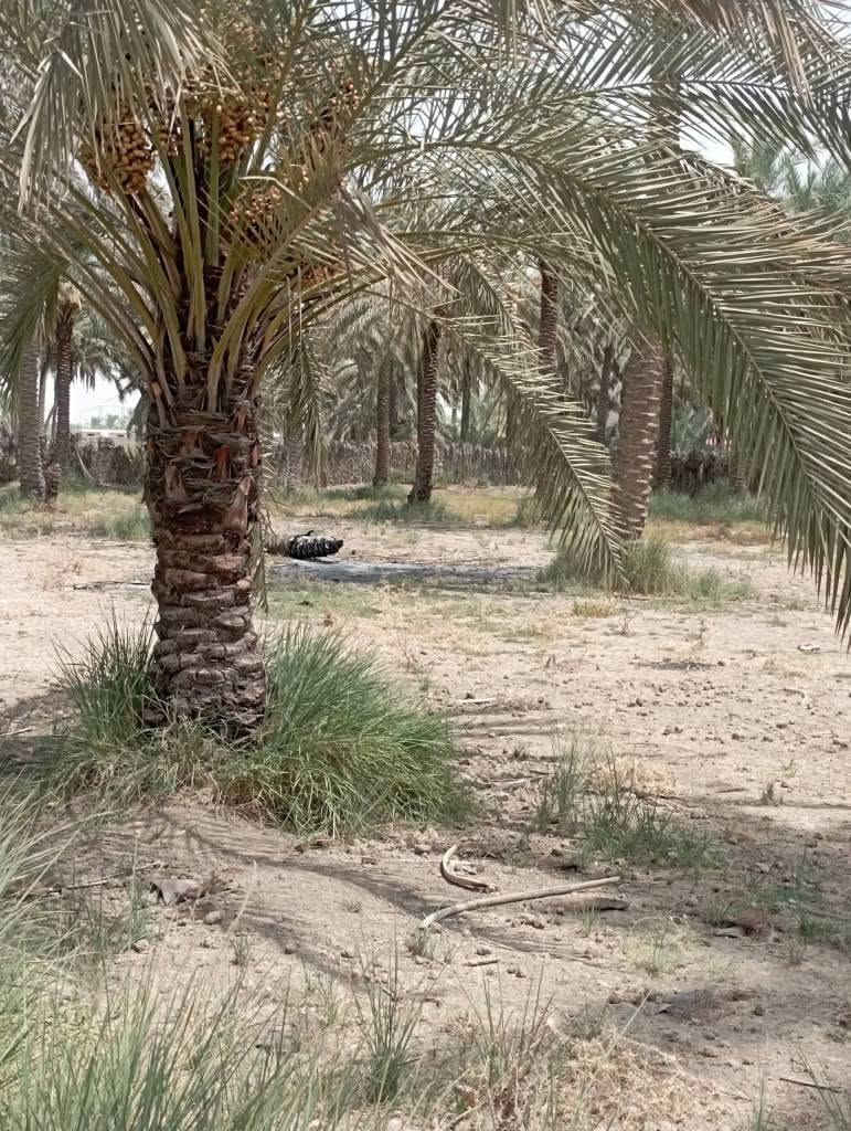 يا الله سلام عليكم يتوفر مزرعه جميله وموقع مميز قرب سيطرت الاثار منطقة السوره تبعد عن شارع حله بغداد مسافة 400متر مساحة 1000متر كافت الخدمات متوفره سعر 78مليون جنس الأرض طابو زراعي سند 25 الي يحب يتواصل رقم الهاتف وتساب *********** حلة, بابل
