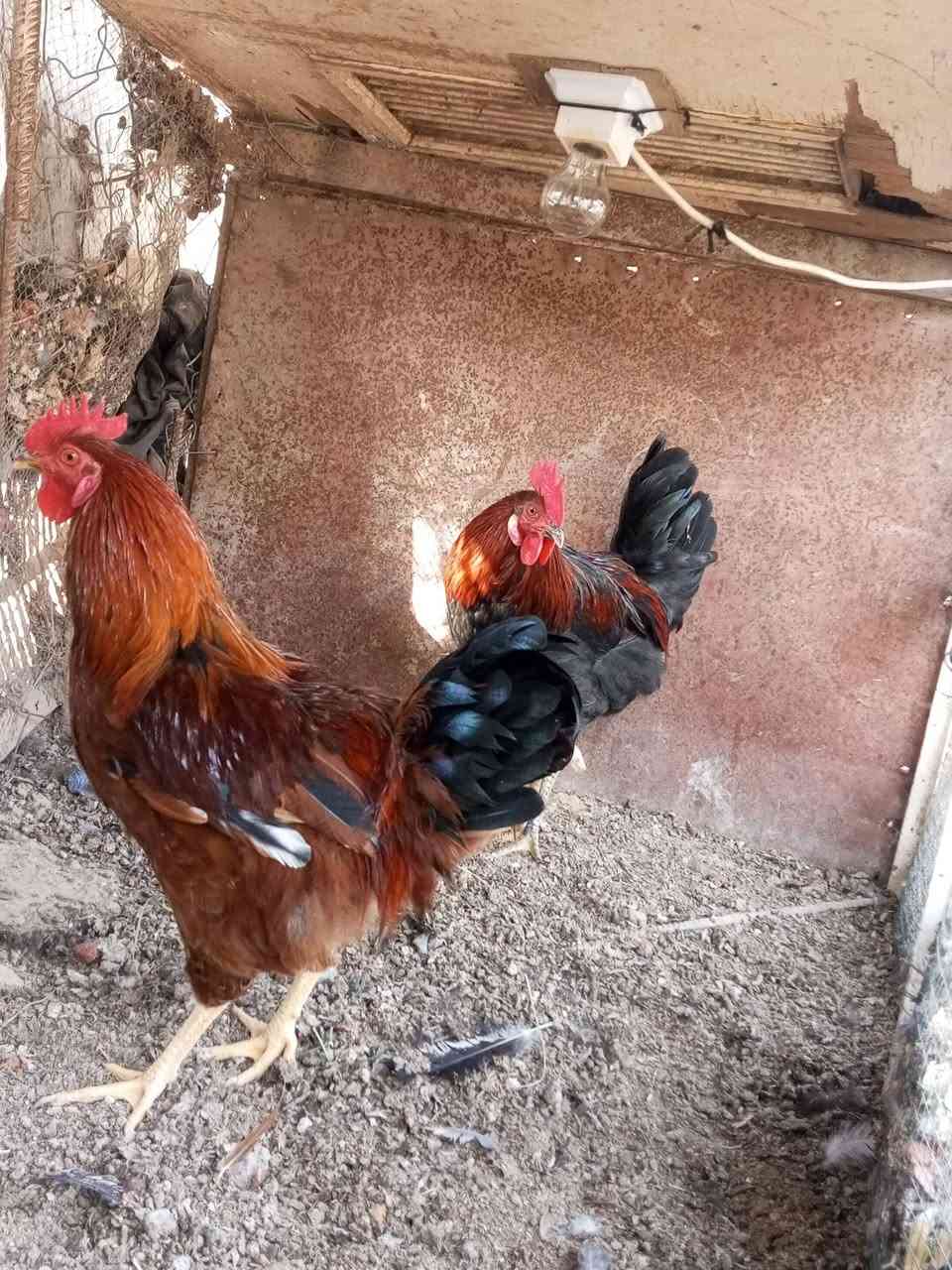 ديوكه عرب • للبيع • تواصل خاص